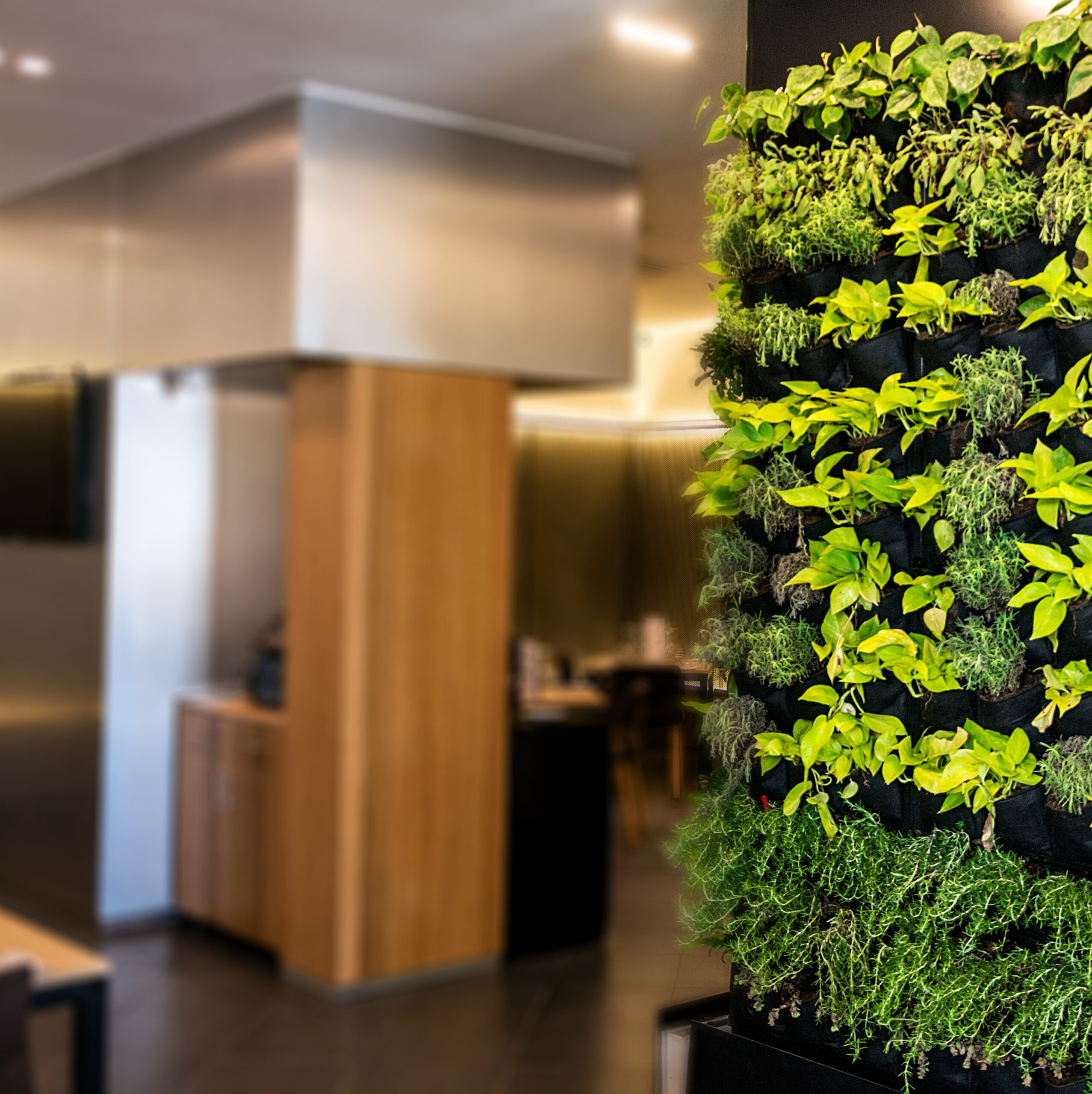 Living green wall, vertical garden indoors  in modern restaurant